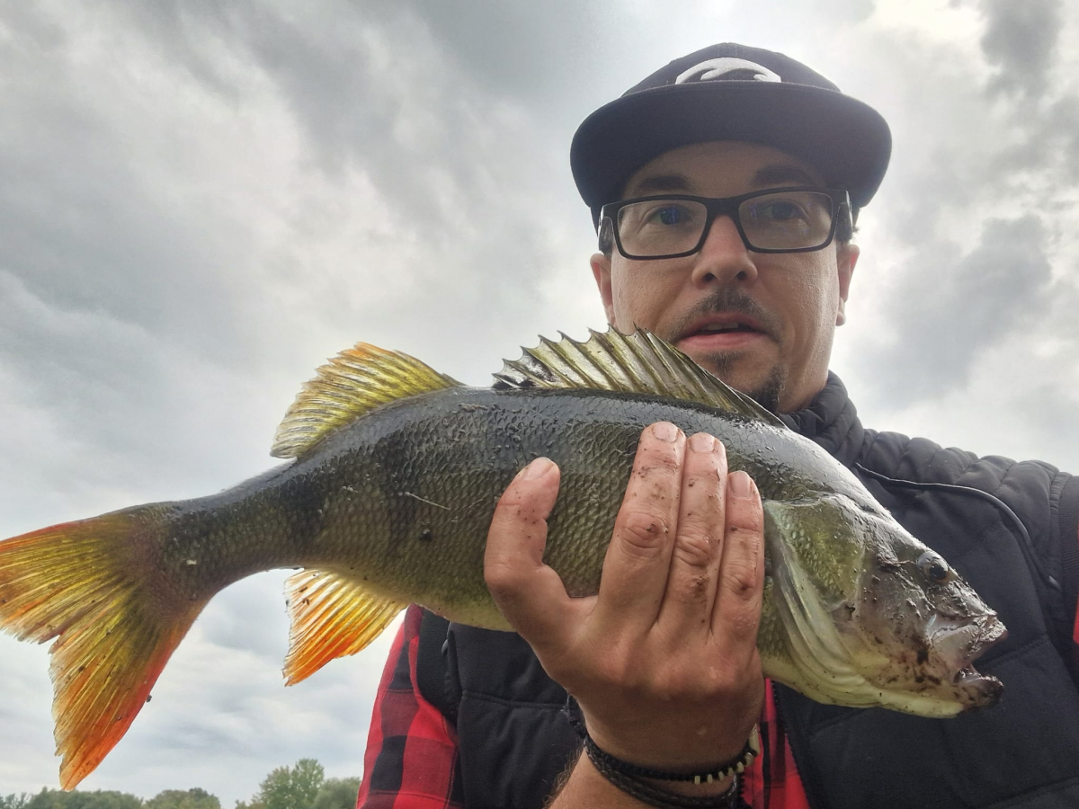 Barsch, gefangen am 25.9.2024 von Florian Pasel am Heidesee, 45cm und 1170g, 7020 Punkte